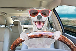 Portrait of a funny dog behind the wheel of a car photo