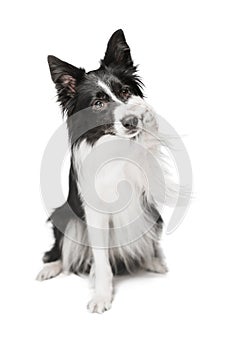 Portrait of a funny dog of black and white color.