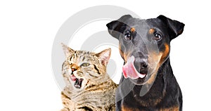 Portrait of funny dog breed Jagdterrier and cat Scottish Straight licks