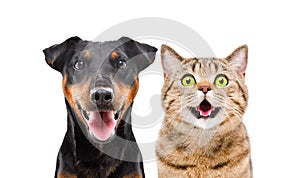 Portrait of funny dog breed Jagdterrier and cheerful cat Scottish Straight