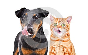 Portrait of funny dog breed Jagdterrier and cheerful kitten licks together