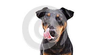 Portrait of funny dog breed Jagdterrier licking tongue