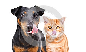 Portrait of funny dog breed Jagdterrier and red kitten Scottish Straight licks