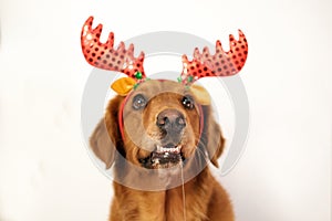 Portrait of a funny dog drooling in a Christmas costume. New Year card.