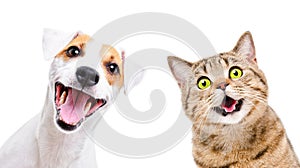 Portrait of  funny dog Jack Russell Terrier and cheerful cat Scottish Straight