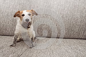 Portrait funny dog mischief. Dirty Jack russell playing on sofa furniture with muddy paws and happy expression
