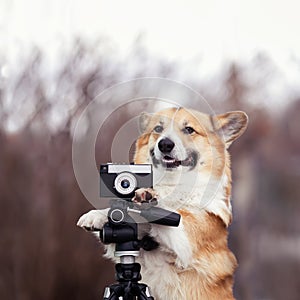 portrait funny dog puppy corgi stands in the garden and takes pictures on an old photo camera