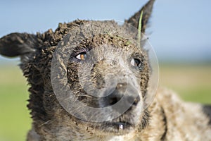 Portrait of a funny dog`s face, covered in mud, outdoors
