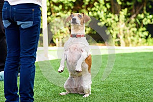 Retrato ridículo el perro sobre el trasero piernas mendicidad ojos en ora mirar fijamente 