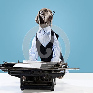 Portrait of funny dog Weimaraner dressed as businessman over blue studio background with typewriter. Humorous depiction