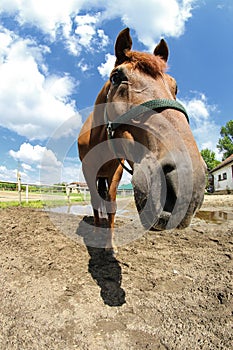 Portrait of funny face sorrel horse