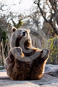 Portrait of a funny female brown bear holding her feet with her hands