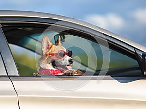portrait of a funny ginger Corgi dog puppy in sunglasses and headscarf leaning out the car window on the road during the