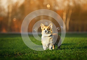 Portrait of funny ginger Corgi puppy standing on green young grass on spring Sunny meadow and catching shiny soap bubbles
