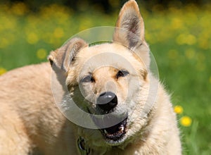 Portrait of funny ginger mongrel dog with open mouth