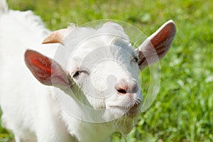 Portrait of a funny goat, close up