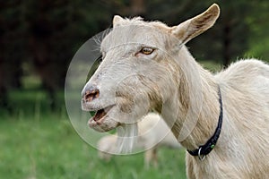 Portrait of a funny goat in a meadow, close up