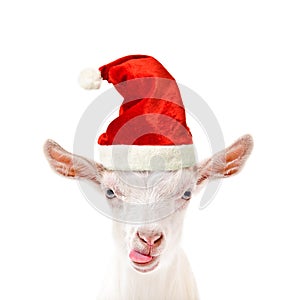 Portrait of a funny goat in a New Year`s cap