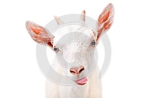Portrait of a funny goat showing tongue photo