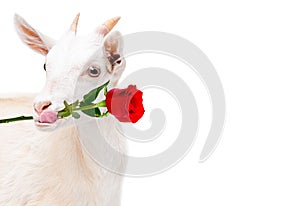Portrait of funny goats with a red rose in the mouth