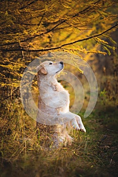 Portrait of funny Golden retriever dog standing on hind legs outdoors in the autumn forest