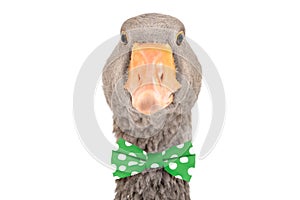 Portrait of a funny goose in a bow tie