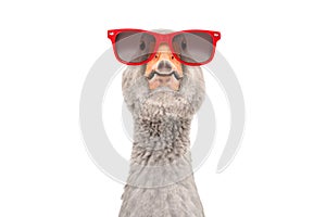 Portrait of a funny goose in red sunglasses
