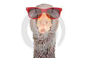 Portrait of a funny goose in sunglasses