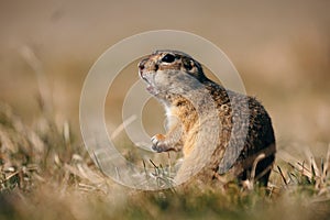 Portrait of a funny gopher, little ground squirrel or little suslik, Spermophilus pygmaeus is a species of rodent in the