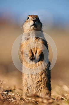 Portrait of a funny gopher, little ground squirrel or little suslik, Spermophilus pygmaeus is a species of rodent in the