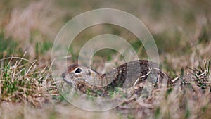 Portrait of a funny gopher, little ground squirrel or little suslik, Spermophilus pygmaeus is a species of rodent in the