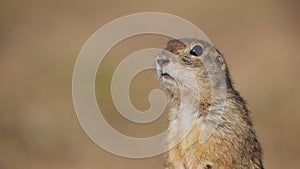 Portrait of Funny gopher, little ground squirrel or little suslik, Spermophilus pygmaeus is a species of rodent in the