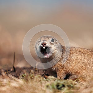 Portrait of a funny gopher, little ground squirrel or little suslik, Spermophilus pygmaeus is a species of rodent in the photo