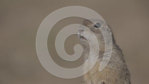 Portrait of Funny gopher in wildlife, little ground squirrel or little suslik, Spermophilus pygmaeus is a species of