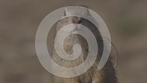 Portrait of Funny gopher in wildlife, little ground squirrel or little suslik, Spermophilus pygmaeus is a species of