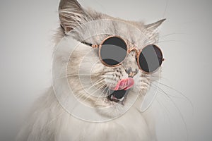 Portrait of funny grey cat with open mouth in sunglasses. Cat licking lips. Copy space