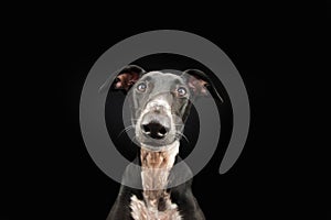 Portrait funny greyhound dog pet looking at camera. Isolated on black background