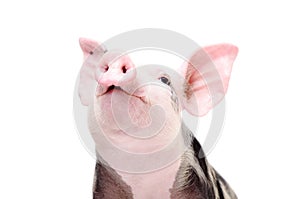 Portrait of a funny grunting pig