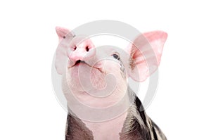 Portrait of a funny grunting pig photo