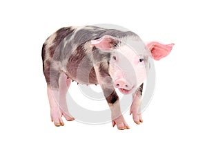 Portrait of funny grunting pig photo