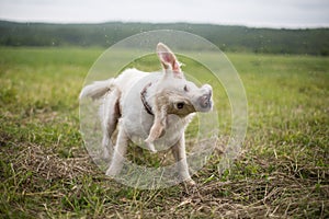 Portrait of funny and happy golden retriever dog shaking its head in the field