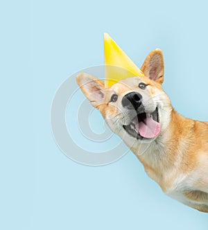 Portrait funny and happy shiba inu puppy dog peeking out from behind a blue banner celebrating birthday, anniversary, or carnival