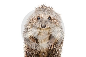 Portrait of a funny hedgehog standing on his hind legs