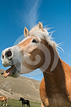 Portrait of funny horse with crazy expression.