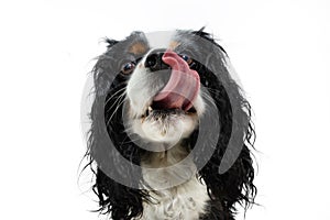 Portrait funny and hungry cavalier charles king spaniel dog licking its lips with tongue. Isolated on white background