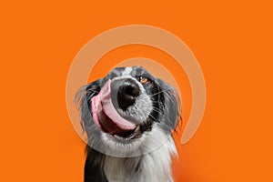 Portrait funny and hungry mixed-breed puppy dog licking its lips with tongue. Isolated on orange background