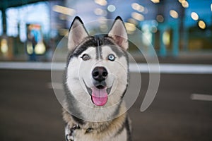 Portrait of funny Husky dog with heterochromia different eyes outdoors