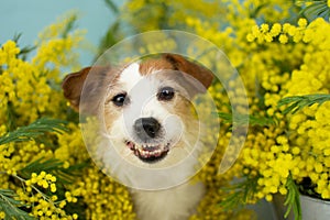 Portrait funny jack russell dog smiling between yellow mimosas flowers on spring season. Isolated