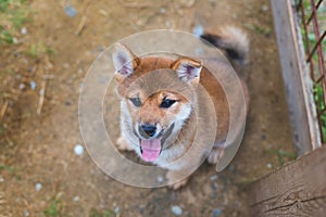 Portrait of funny japanese red puppy of Shiba inu sitting on the ground