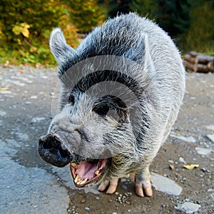 Portrait of the funny laughing gray pig on the road